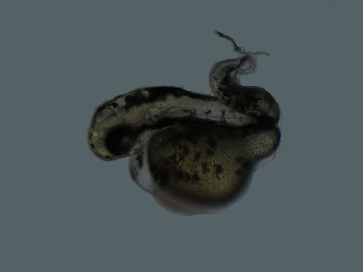 Zebrafish com a cauda curvada.