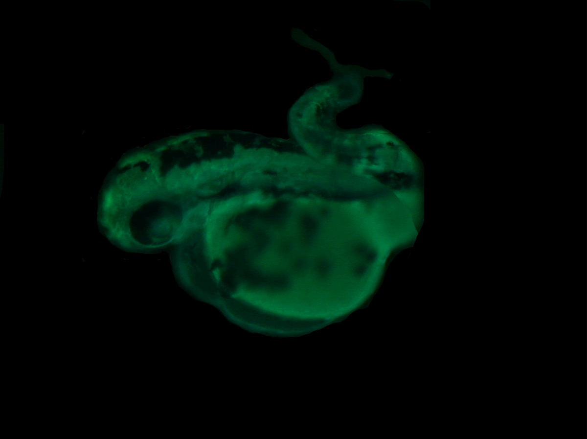 Zebrafish com a cauda curvada e fluorescente